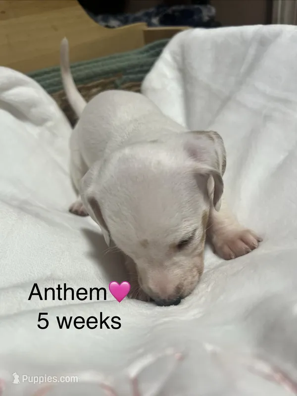 Anthem – Miniature Dachshund puppy for sale in Belfair, WA