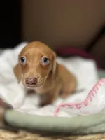 Espresso , a female Miniature Dachshund for sale in Belfair, WA – 4 of 10