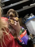 Journey, a male Miniature Dachshund for sale in Belfair, WA – Photo 2 of 6