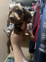 Journey, a male Miniature Dachshund for sale in Belfair, WA – Photo 1 of 6