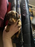 Journey, a male Miniature Dachshund for sale in Belfair, WA – Photo 4 of 6