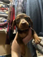 Journey, a male Miniature Dachshund for sale in Belfair, WA – Photo 3 of 6