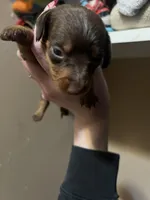 Journey, a male Miniature Dachshund for sale in Belfair, WA – Photo 6 of 6