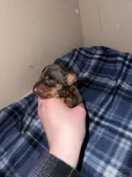 Journey, a male Miniature Dachshund for sale in Belfair, WA – Photo 5 of 6