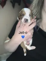 Jell-O, a male Miniature Dachshund for sale in Belfair, WA – 1 of 2