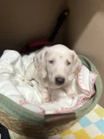 Anthem, a female Miniature Dachshund for sale in Belfair, WA – 4 of 10