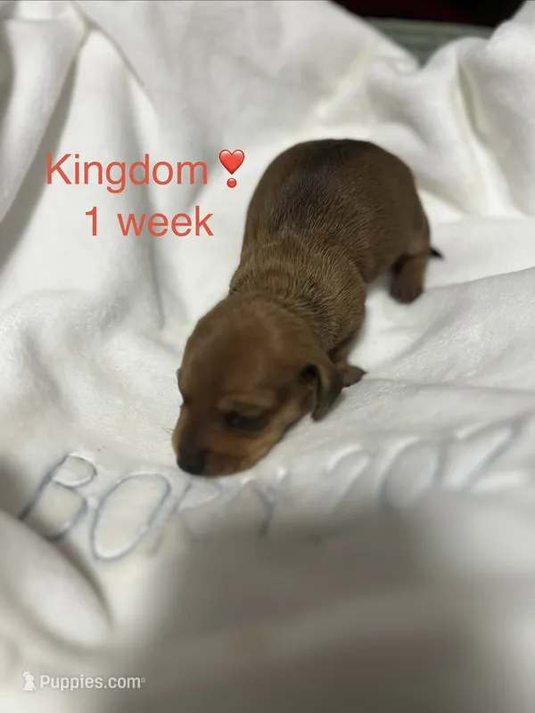 Kingdom – Miniature Dachshund puppy for sale in Belfair, WA