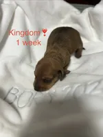 Kingdom, a male Miniature Dachshund for sale in Belfair, WA – 1 of 3