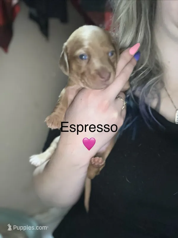 Espresso  – Miniature Dachshund puppy for sale in Belfair, WA