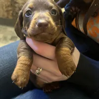Java, a male Miniature Dachshund for sale in Belfair, WA – Photo 6 of 9