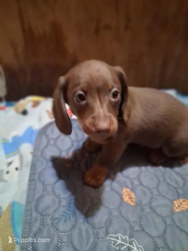 Java – Miniature Dachshund puppy for sale in Belfair, WA