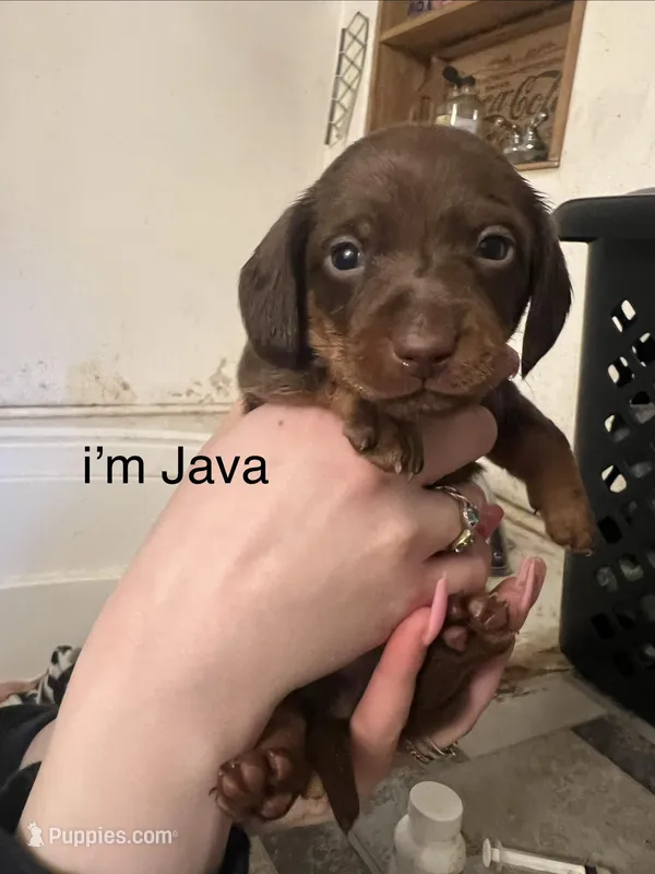 Java