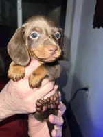 Java, a male Miniature Dachshund for sale in Belfair, WA – Photo 3 of 9