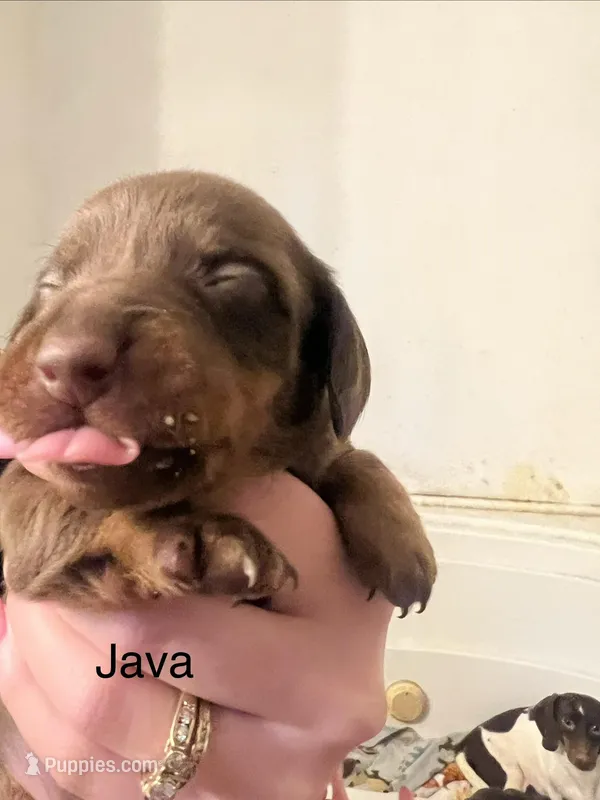 Java