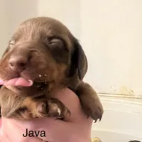 Java, a male Miniature Dachshund for sale in Belfair, WA – Photo 5 of 9