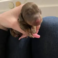 Java, a male Miniature Dachshund for sale in Belfair, WA – Photo 7 of 9