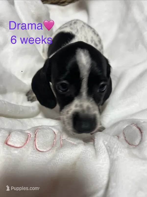 Drama – Miniature Dachshund puppy for sale in Belfair, WA