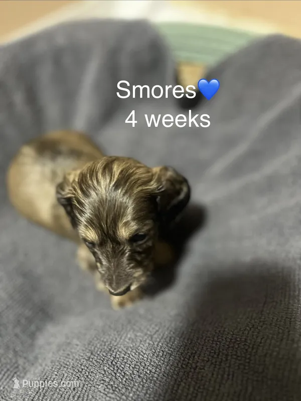 S'more's  – Miniature Dachshund puppy for sale in Belfair, WA