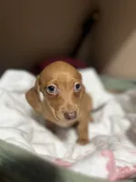 Espresso , a female Miniature Dachshund for sale in Belfair, WA – 3 of 10