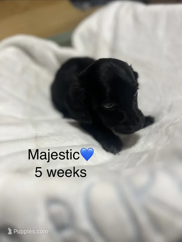 Majestic  – Miniature Dachshund puppy for sale in Belfair, WA