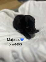 Majestic , a male Miniature Dachshund for sale in Belfair, WA – 7 of 10