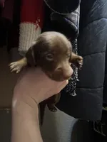 Melody, a female Miniature Dachshund for sale in Belfair, WA – Photo 6 of 7