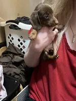 Melody, a female Miniature Dachshund for sale in Belfair, WA – Photo 3 of 7