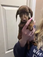 Melody, a female Miniature Dachshund for sale in Belfair, WA – Photo 1 of 7