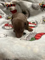 Melody, a female Miniature Dachshund for sale in Belfair, WA – Photo 7 of 7