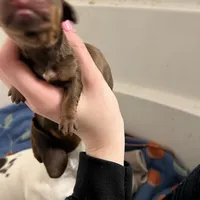 Latte, a male Miniature Dachshund for sale in Belfair, WA – Photo 1 of 4