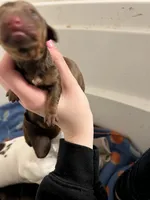 Latte, a male Miniature Dachshund for sale in Belfair, WA – Photo 1 of 4