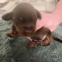 Latte, a male Miniature Dachshund for sale in Belfair, WA – Photo 3 of 4