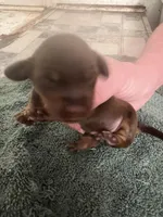 Latte, a male Miniature Dachshund for sale in Belfair, WA – Photo 3 of 4