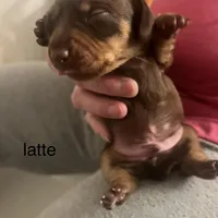 Latte, a male Miniature Dachshund for sale in Belfair, WA – Photo 4 of 4