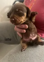 Latte, a male Miniature Dachshund for sale in Belfair, WA – Photo 4 of 4