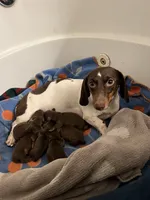 Latte, a male Miniature Dachshund for sale in Belfair, WA – Photo 2 of 4