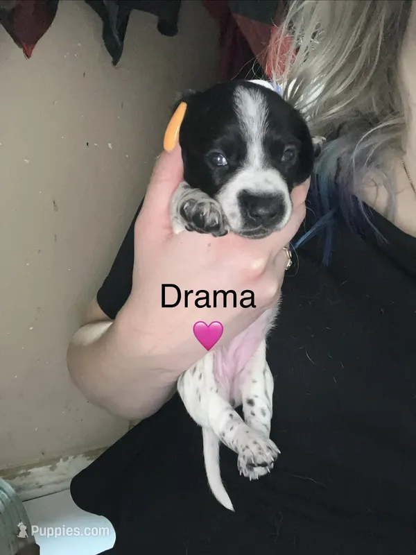 Drama – Miniature Dachshund puppy for sale in Belfair, WA