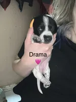 Drama, a female Miniature Dachshund for sale in Belfair, WA – 1 of 2
