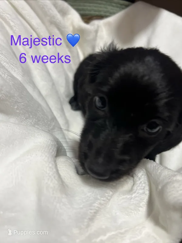 Majestic  – Miniature Dachshund puppy for sale in Belfair, WA