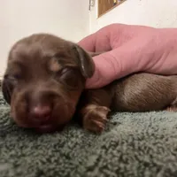 Firework, a male Miniature Dachshund for sale in Belfair, WA – Photo 6 of 9