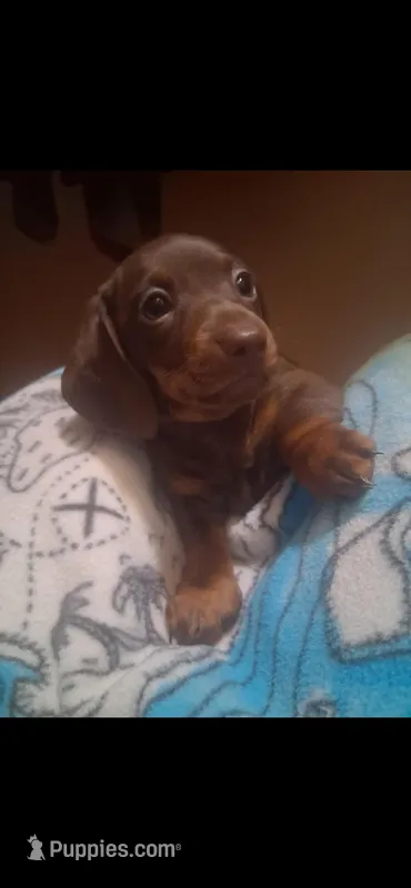 Firework – Miniature Dachshund puppy on hold in Belfair, WA