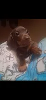 Firework, a male Miniature Dachshund for sale in Belfair, WA – Photo 1 of 9