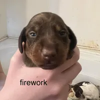 Firework, a male Miniature Dachshund for sale in Belfair, WA – Photo 5 of 9