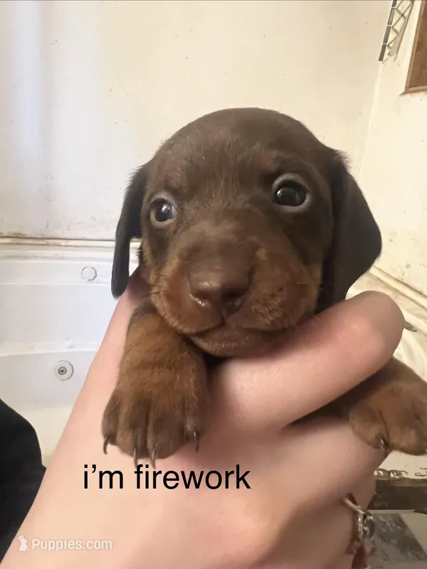 Firework