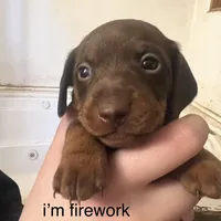 Firework, a male Miniature Dachshund for sale in Belfair, WA – Photo 4 of 9