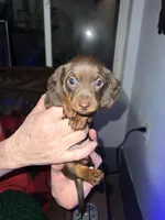 Firework, a male Miniature Dachshund for sale in Belfair, WA – Photo 2 of 9