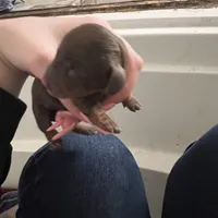 Firework, a male Miniature Dachshund for sale in Belfair, WA – Photo 7 of 9