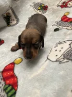 Crown, a male Miniature Dachshund for sale in Belfair, WA – Photo 4 of 6