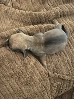 Crown, a male Miniature Dachshund for sale in Belfair, WA – Photo 6 of 6