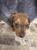 Crown, a male Miniature Dachshund for sale in Belfair, WA – Photo 3 of 6